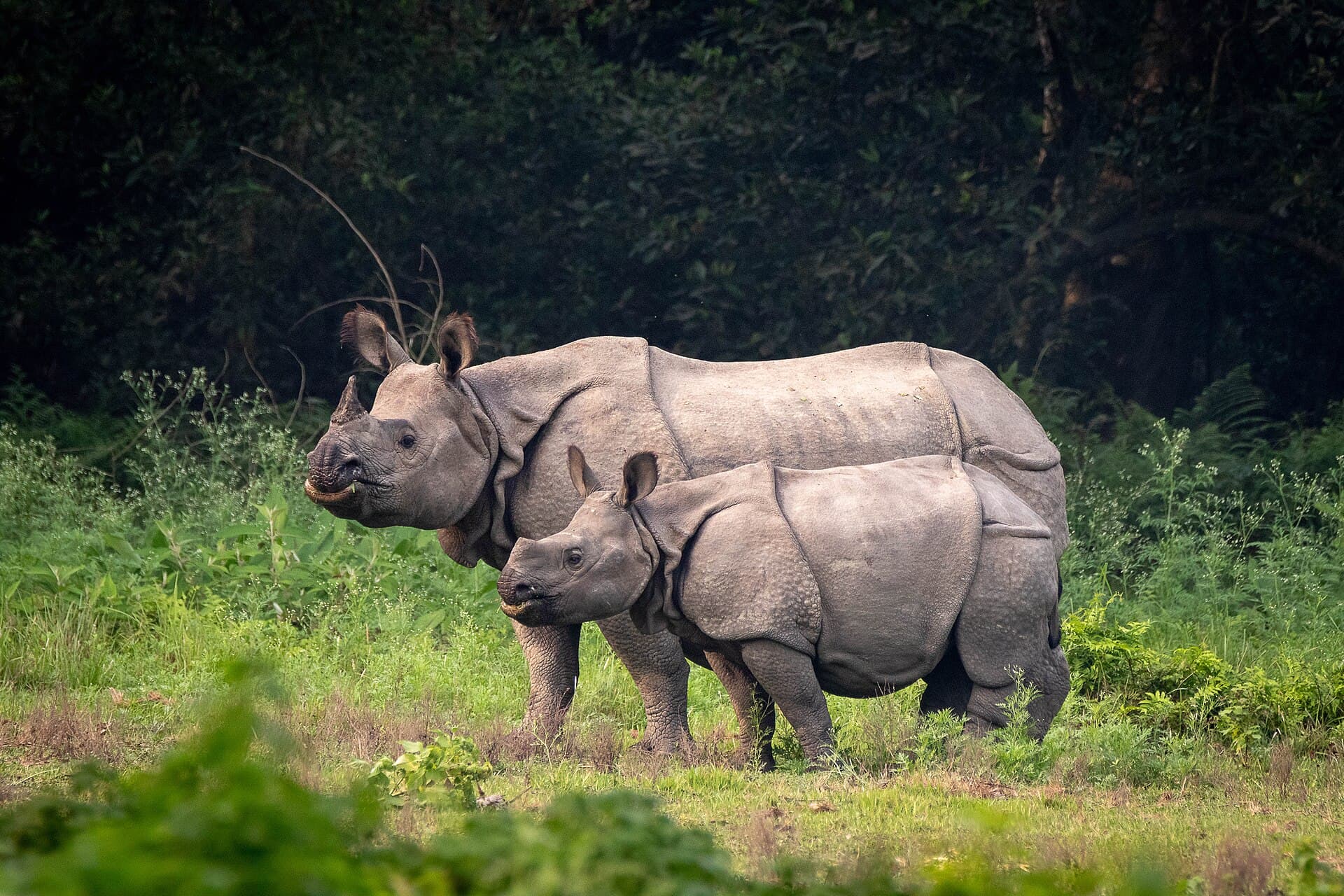 चितवनको एकसिंगे गैँडा।
